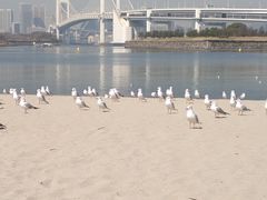 -台场海滨公园船码头