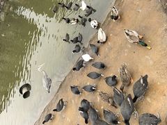 -海南热带野生动植物园