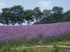 -大塘金香草谷