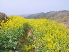 -桑洲油菜花景区