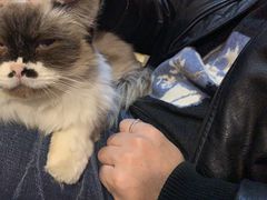 -猫色咖啡·猫咖