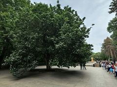 -黑龙江省森林植物园