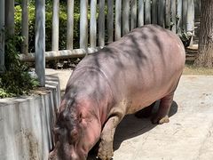 -石家庄市动物园