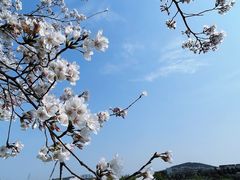 -羊山湖公园