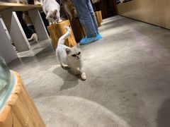 -more than meow吴止猫主题餐厅(承德 中船汇店)