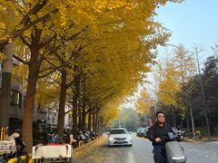 -三里屯东五街银杏大道