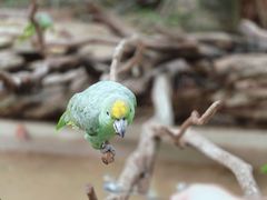 -广州长隆飞鸟乐园