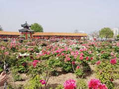 -曹州百花园