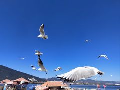 -滇池海埂公园