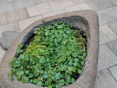 -长春观