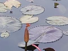 -孺子亭公园