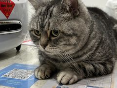 -艾贝尔宠物医院·24H转诊中心·肿瘤猫专科(江宁双龙店)