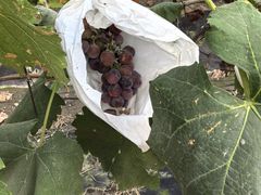 -马陆小张葡萄园农家乐