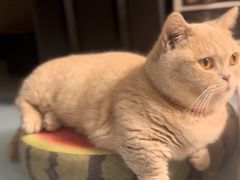 -飞行喵MR PILOT|猫舍·猫咖(静安大融城店)