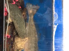 -宾朋海鲜特色美食餐厅·纯手工鲅鱼水饺(兴海路店)