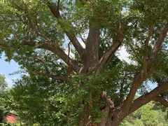 -遵化市禅林寺古银杏风景园
