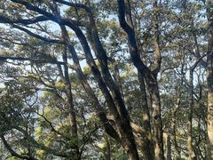 -梧桐山风景名胜区