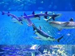 -华夏文旅海洋公园