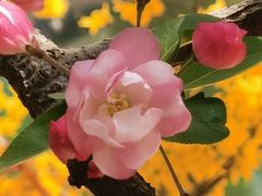 -海棠花溪(元大都城垣遗址公园)