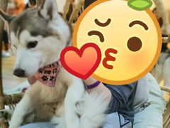 -Husky Go! 哈士奇体验馆·宠物咖啡厅狗咖