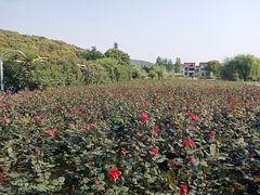 -龙寺生态园