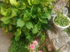 -漫渡庄绿岛花园•隐世庭园菜(滨湖店)