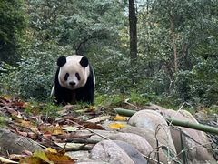 -中国大熊猫保护研究中心雅安碧峰峡基地
