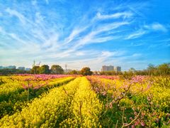 -南汇桃花村