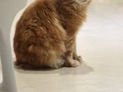 -藏猫猫咖啡主题馆(中央大道店)