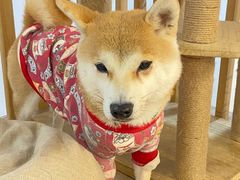 -柴迷FANS CLUB·柴犬狗咖·猫咖