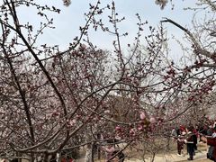 -桃花堤公园