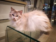 -momokira米努特·德文卷毛猫·棉花面纱犬