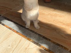 -猫大福·Fortune Cat猫舍(百子湾店)