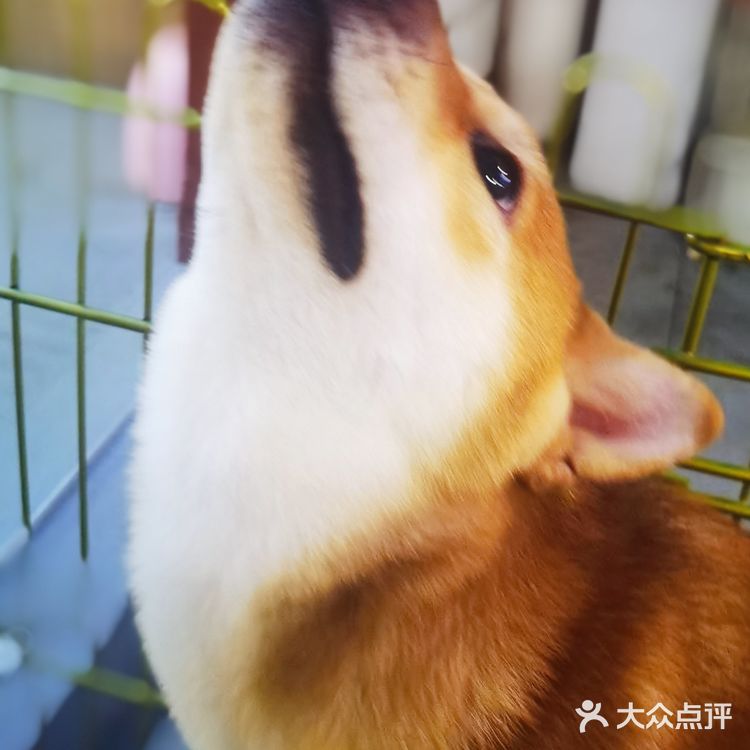 北京路撸宠圣地🦙可爱多羊驼俱乐部