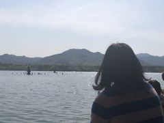 -西湖外事游船(花港观鱼码头)