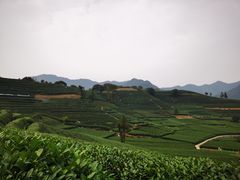 -听风阁农家私房菜茶楼(龙坞店)