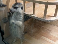-平行世界·猫咖(首经贸店)