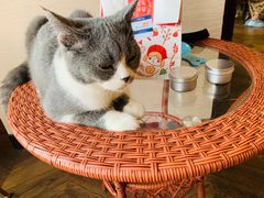 -蓝鲸·缅因猫舍