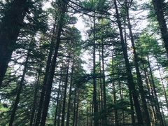 -芦芽山旅游度假区