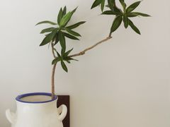 -AHAVA·Fang Baking Studio