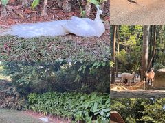 -广州长隆野生动物世界