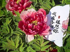 -西苑公园