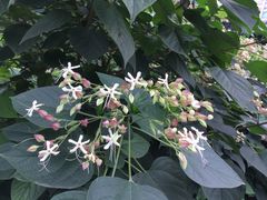 -四川大学(华西校区)