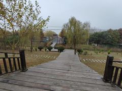 -合肥滨湖国家森林公园