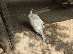 -秦皇岛野生动物园