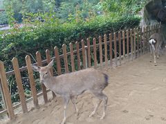 -野象谷景区