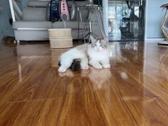 -喵百万·布偶·蓝金金渐层英短·猫舍(百子湾店)