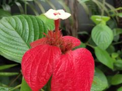 -正佳雨林生态植物园