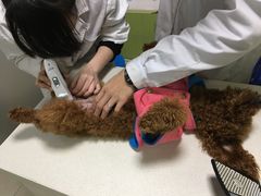 -瑞派旺宝宠物医院·犬猫全科综合·尿道专科(莲兴院)