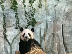 -深圳野生动物园